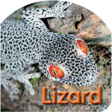 Board Book: Lizard